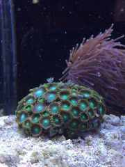 15216046 1333515623354980 1802136775 O