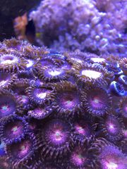 15233694 1333515476688328 1816183995 O