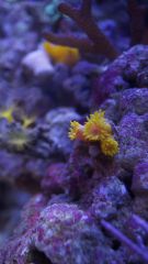 Tubastrea (Sun Coral)