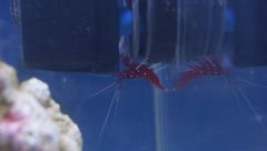 Lysmata debelius (Blood Red Fire Shrimp)