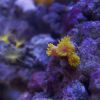 Tubastrea (Sun Coral)