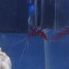 Lysmata debelius (Blood Red Fire Shrimp)