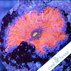 premium frags ultra ricordea yuma coralhouse 2