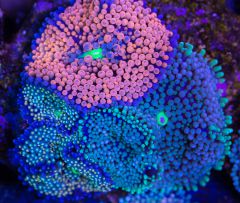 Zoa 12