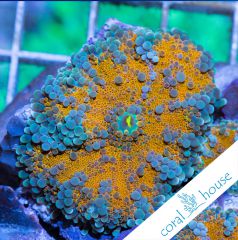 premium frags ultra ricordea yuma coralhouse 1