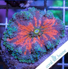 premium frags ultra ricordea yuma coralhouse 5