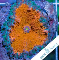 premium frags ultra ricordea yuma coralhouse 4