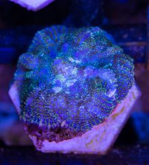 Zoa 6