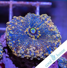 premium frags ultra ricordea yuma coralhouse 3