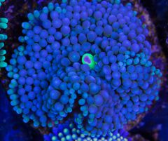 Zoa 11