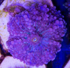 Zoa 5