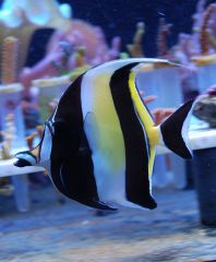 gallery 7670 2224 108870