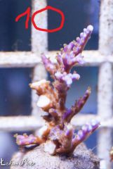 1150333 926728517423103 63590452716289369 N