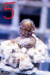 12321597 926728570756431 9103018448863881889 N