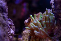 sexy shrimp i quadricolor