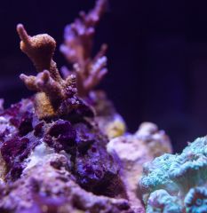 sexy shrimp