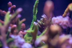 acropora tricolor