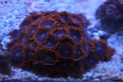 Zoa