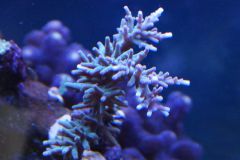 akropora echinata