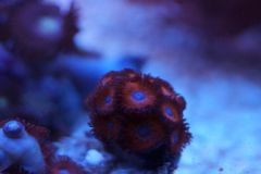 Zoanthus