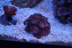 Zoanthus