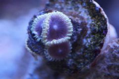 zoa
