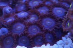 zoa