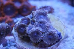 Zoa