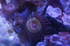Zoa