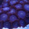 zoa