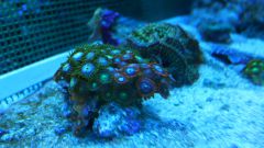 zoanthus