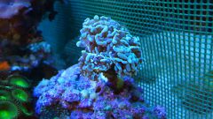 euphylia