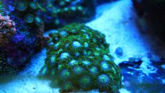 zoanthus 2