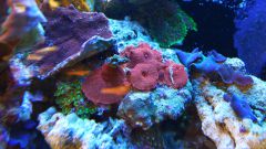 discosoma