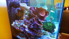 montipora I sarco