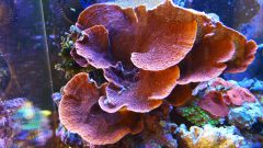 montipora