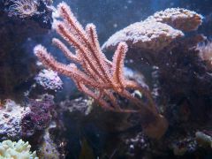 pseudogorgonia 1