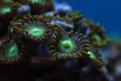 zoa3