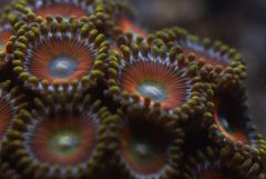 zoa4