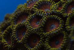 zoa1