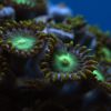 zoa3