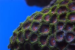 Zoa D80