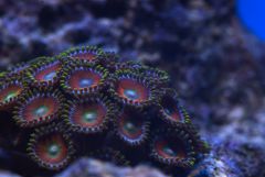 Zoa 2 D80