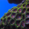 Zoa D80