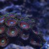 Zoa 2 D80