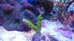 acropora ziel fluo