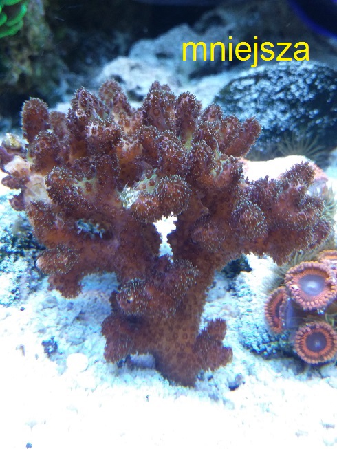 korale