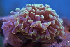 Euphyllia paraancora