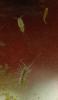 post-11106-0-24087400-1313999567_thumb.jpg