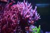 akwarium05.11.2014 Nikon 052.jpg